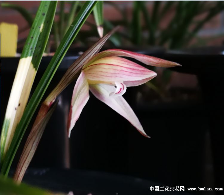 币虎网怎么交易(币虎交易所app官方下载)